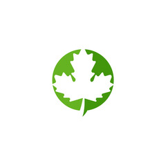 Maple leaf vector illustration