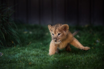 Little lion cub playing on the green grass