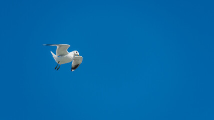 seagull is flying on the blue sky. clearly see the wings, feather, legs, eyes and body. seagull flies look elegant and some can fly in extraordinary way. 