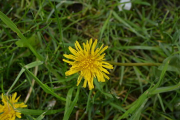 Close-up of a medicinal dandelion on a green background in the grass in the spring garden