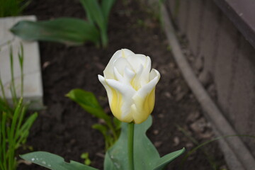Close-up of white and yellow tulips blooming in the spring garden.