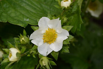Close-up of a flower and a strawberry Bud with green leaves in a spring garden.
