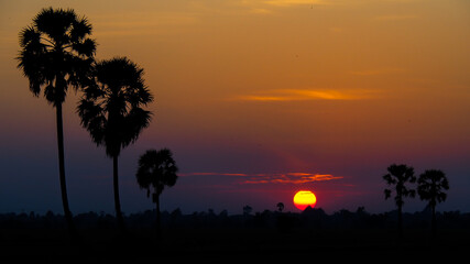 Fototapeta na wymiar Sunset landscape with palm trees