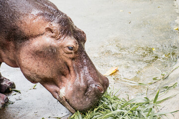 Hippopotamus (Hippopotamus amphibius) are eating at Zoo