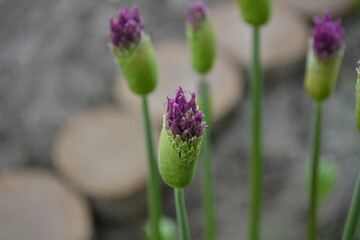 Blooming buds of decorative onions close-up in the home garden