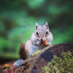 Obraz premium リス