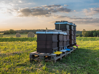 Obraz premium Bienenkästen im Sonnenuntergang