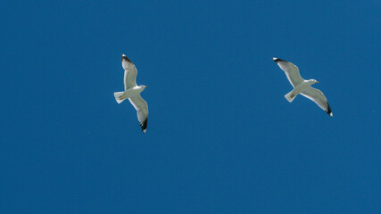 a couple of seagull is flying one follow another on the blue sky. clearly see the wings, feather, legs, eyes and body. seagull flies look elegant.