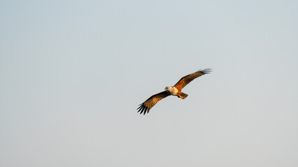 Wild red hawk is flying in nature during sunset hour. fully spread the wings clearly show texture of body and feather.