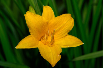 Yellow lily open flower close-up
