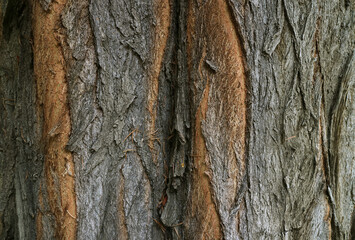Dark brown rough tree bark texture for background and banner