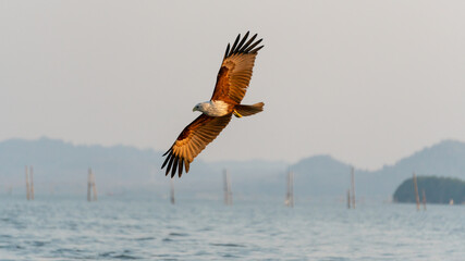 Wild red hawk is flying in nature during sunset hour. fully spread the wings clearly show texture of body and feather.