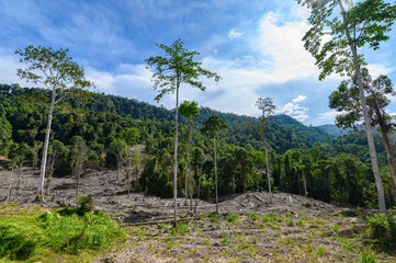 Fototapeta na wymiar timber conservation area