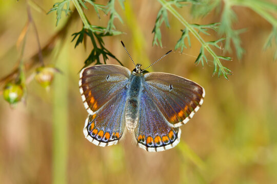 Polyommatus bellargus, mariposa azul y marrón con las alas abiertas.
