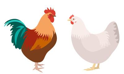 Rooster and chicken isolated on white background, vector illustration of domestic farm birds pair