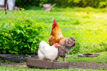 Chicken and rooster