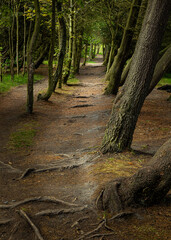 Woodland Landscape in North East England, UK.