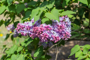 Spring branches of blooming lilac