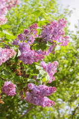 Spring branches of blooming lilac