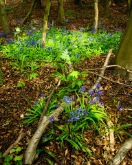 Bluebell flowers in woodland lit by dappled sunlight.
