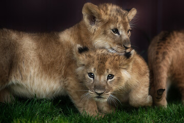 Little lion cub playing on the green grass