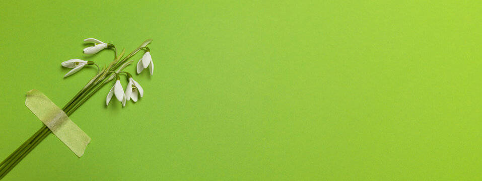 Spring snowdrop flowers are glued with tape on a green background. Romantic and tender congratulations, creative minimalist bouquet.