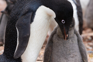 Naklejka premium A penguin baby hiding behind the adult one in Antarctica