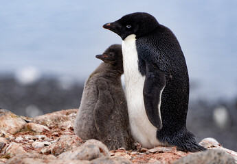 Adult Adelie penguin with young chick standing close to each other © Sandra
