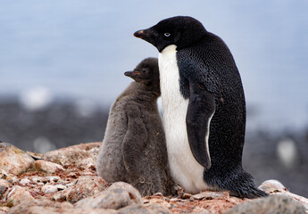 Adult Adelie penguin with young chick standing close to each other