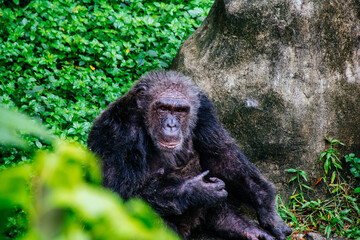 Chimpanzee (Pan troglodytes) at Zoo