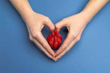 Heart surgery concept, hands holds organ on blue background. Life saving and transplantation.
