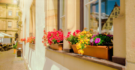 Petunia flowers in flower pots on a window with a reflection of an ancient temple. The streets of the old city in sunny day. Stuttgart, Germany.