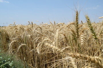 close up of wheat standing in the field, Keeping up in a field of wheat spikelets from the middle ages, Dry Wheat field and close-up of the wheat plants. Very beautiful plant
