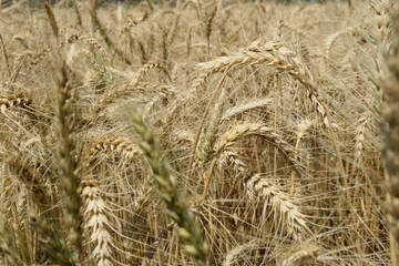 close up of wheat standing in the field, Keeping up in a field of wheat spikelets from the middle ages, Dry Wheat field and close-up of the wheat plants. Very beautiful plant