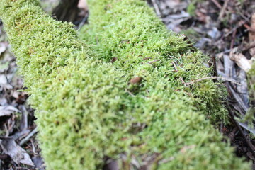 moss on the tree