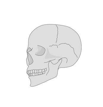 Anatomic full face skull and human skull in profile. Hand drawn illustration of anatomy .