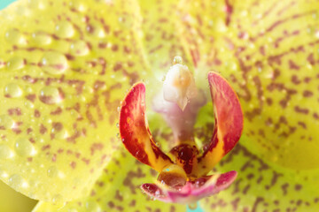 Extreme Macro droplets on orchid Yellow color.Floral Background.Phalaenopsis.Close up.