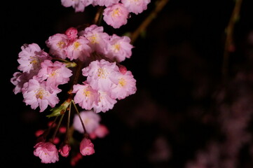 夜の桜