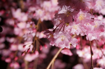 桜のライトアップ
