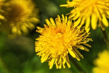 Fototapeta premium Close-up of yellow wildflowers on a blurry background.