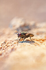 Common house fly in habitable environments located in an open  open.   
 In spring this insects...
