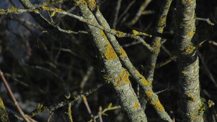 lichen on a tree