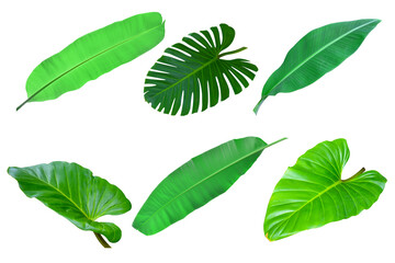 Collection of tropical leaves with clipping path