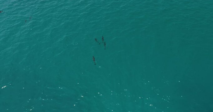 Aerial view over a school of dolphins in a beautiful Indian Ocean Maldives 