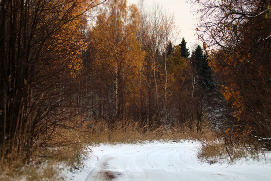 Forest roads and trails in beginning of winter.