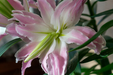 hermosa flor de lilium oriental en un jardín
