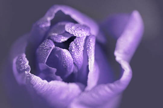 a single purple tulip shot from above, soft focus shot, tulip head closed