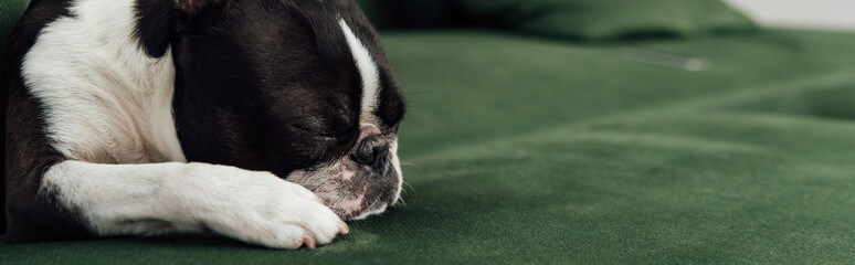 Naklejka na ściany i meble horizontal image of cute french bulldog sleeping on sofa in living room