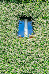 window on flowery wall