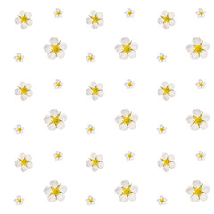 white flower blossom seamless pattern on white background